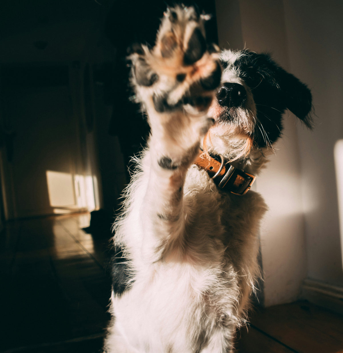 Care & Grooming