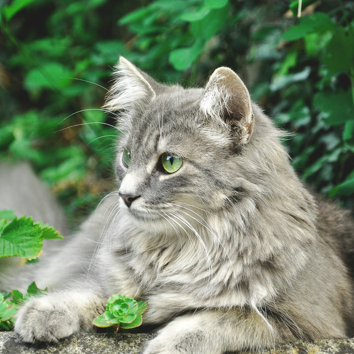 Cats