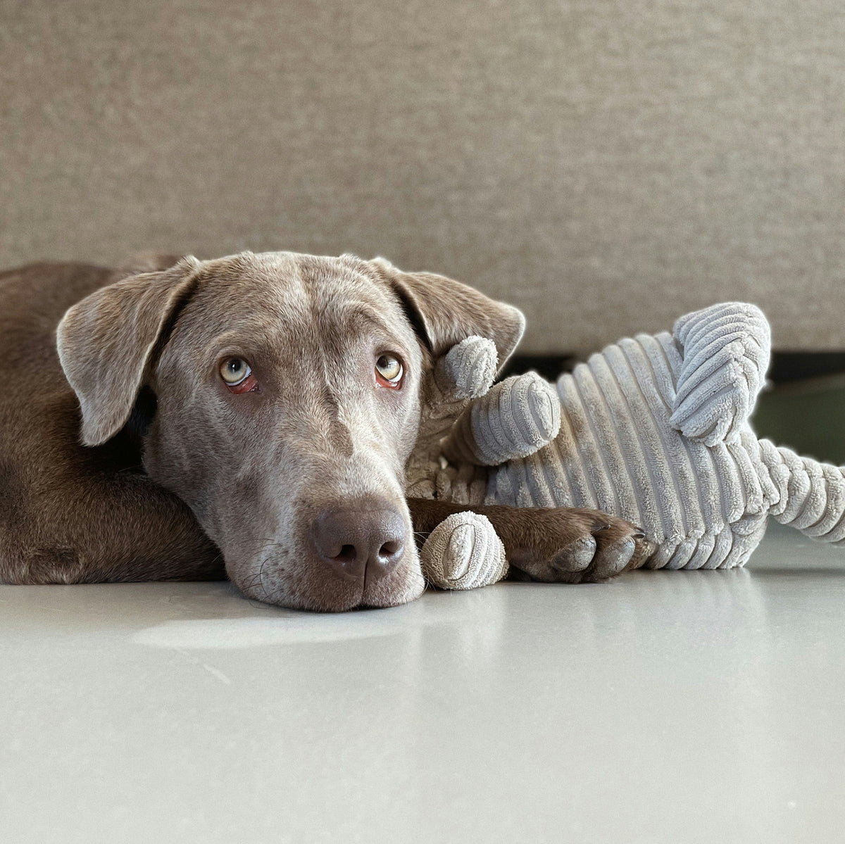 Plush Toys